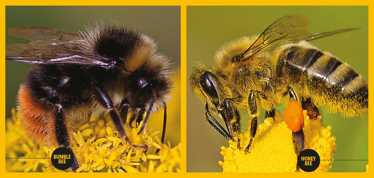 Bumble bee vs Honey Bee Bumble bee vs Honey Bee